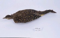 藍腹鷴藏品圖，第3張